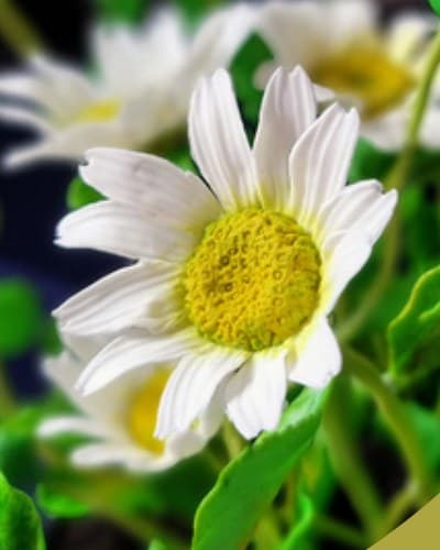Handmade clay daisies